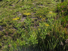Senecio subcanescens