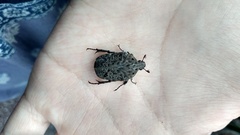 Gymnetis litigiosa