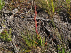 Watsonia coccinea
