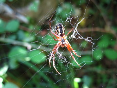 Neoscona adianta