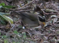 Arremon flavirostris