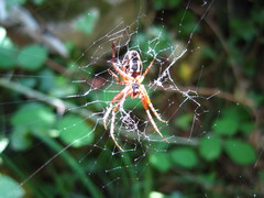 Neoscona adianta