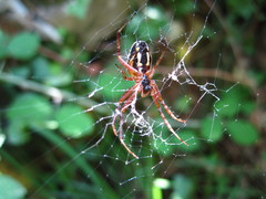 Neoscona adianta