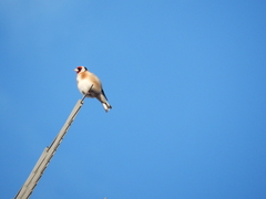 Carduelis carduelis