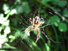 Neoscona adianta