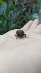 Gymnetis litigiosa