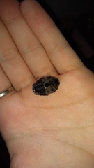 Gymnetis litigiosa