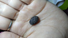 Gymnetis litigiosa