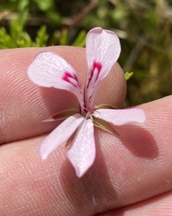 Pelargonium laevigatum diversifolium
