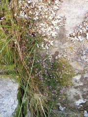 Lobelia eckloniana