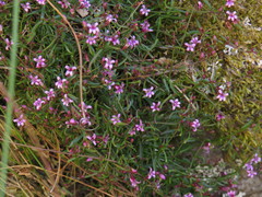 Lobelia eckloniana