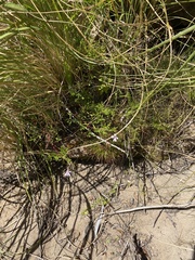 Pelargonium laevigatum diversifolium