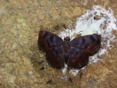 Ebrietas anacreon anacreon