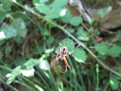Neoscona adianta