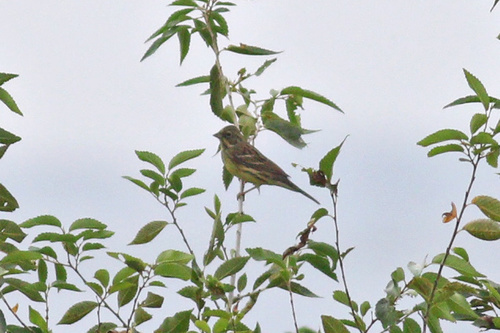 Black-faced Bunting