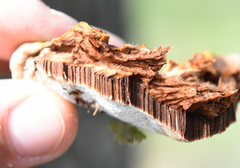 Ganoderma tuberculosum