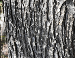 Ganoderma tuberculosum