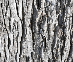 Ganoderma tuberculosum