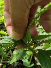 Syngamia