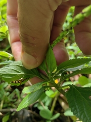 Syngamia