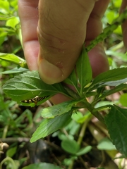 Syngamia