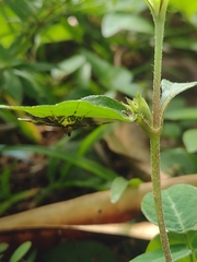 Syngamia