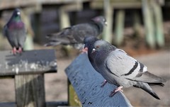 Columba livia domestica