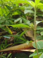 Syngamia