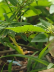 Syngamia