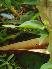 Syngamia