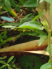 Syngamia