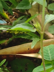 Syngamia