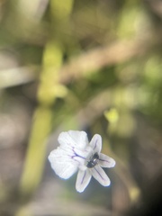 Nemesia diffusa diffusa