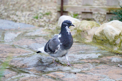 Columba livia domestica