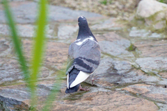 Columba livia domestica