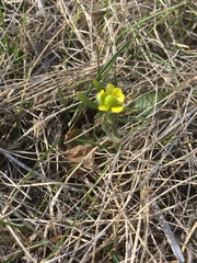 Ranunculus rhomboideus