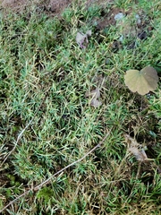 Mononeuria cumberlandensis