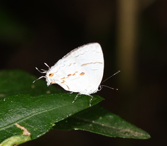 Nesiostrymon calchinia