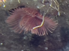 Serpula vermicularis