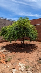 Malpighia emarginata