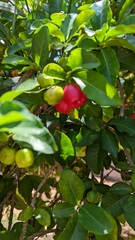 Malpighia emarginata