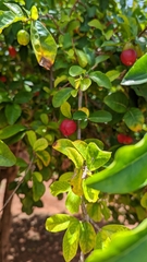 Malpighia emarginata