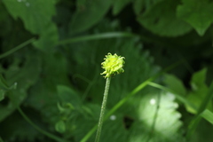 Ranunculus caucasicus