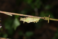 Battus polystictus