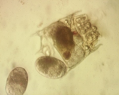 Plationus patulus