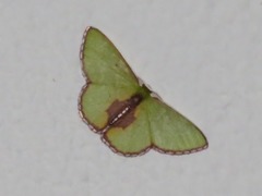 Synchlora astraeoides