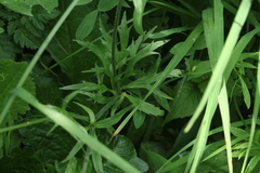 Ranunculus caucasicus