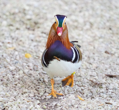 Aix galericulata
