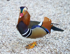 Aix galericulata