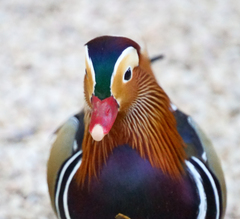 Aix galericulata